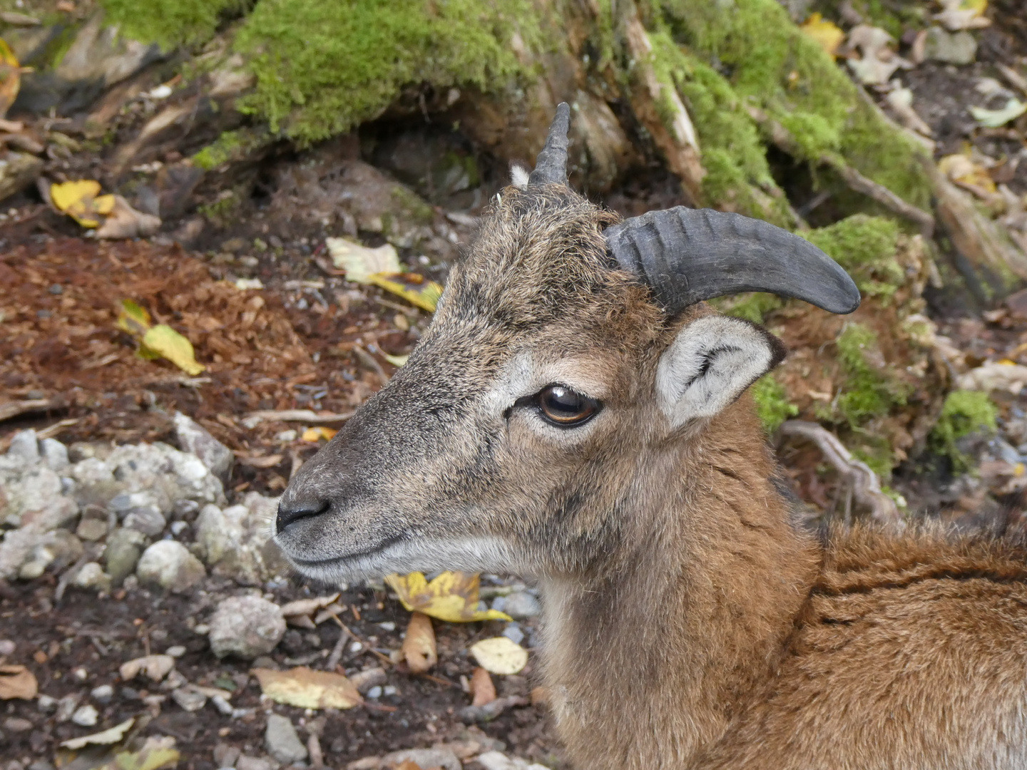 Junger Hirsch