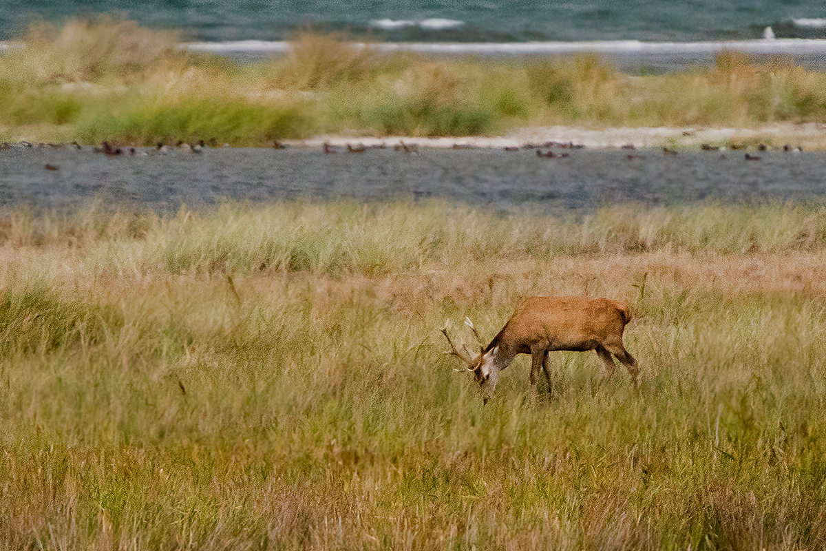 Junger Hirsch am Ostseestrand ...