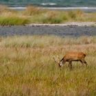 Junger Hirsch am Ostseestrand ...