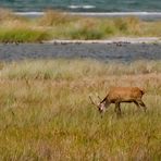 Junger Hirsch am Ostseestrand ...