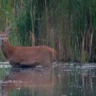 Junger Hirsch (Cervus elaphus)... mit Gefolge - Brunftzeit