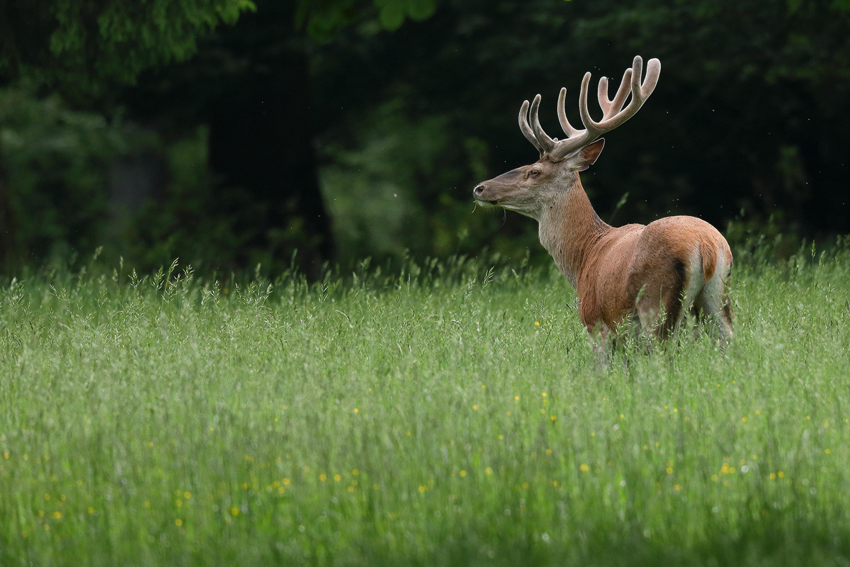 Junger Hirsch