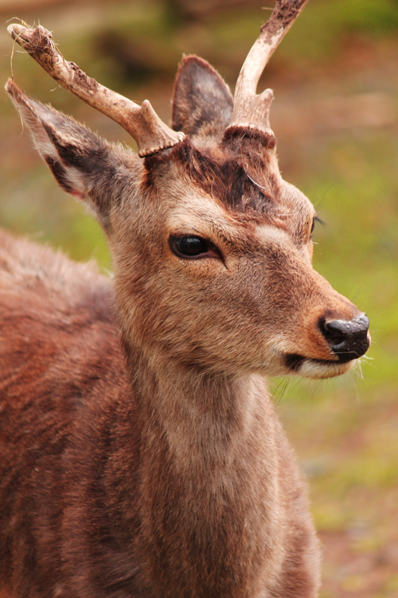 Junger Hirsch