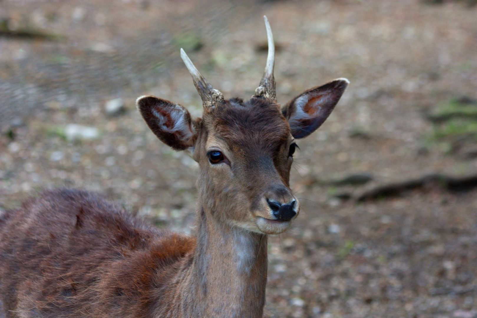 Junger Hirsch