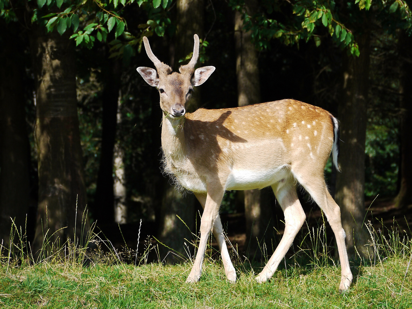 junger Hirsch