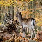 junger hirsch im herbstwald