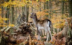 junger hirsch im herbstwald