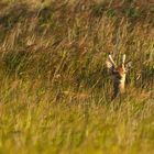 Junger Hirsch im Schilf, Darsser Ort