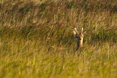 Junger Hirsch im Schilf, Darsser Ort