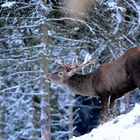 Junger Hirsch im Schnee