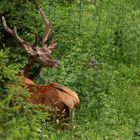 Junger Hirsch in der Bast