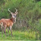 Junger Hirsch in seiner natürlichen Umgebung / Bild 1