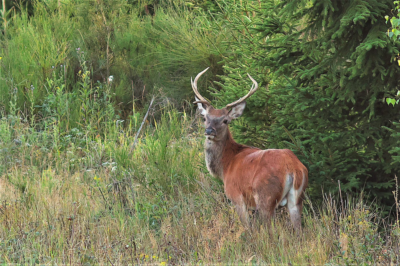 Junger Hirsch in seiner natürlichen Umgebung / Bild 2