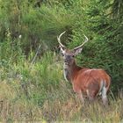 Junger Hirsch in seiner natürlichen Umgebung / Bild 2