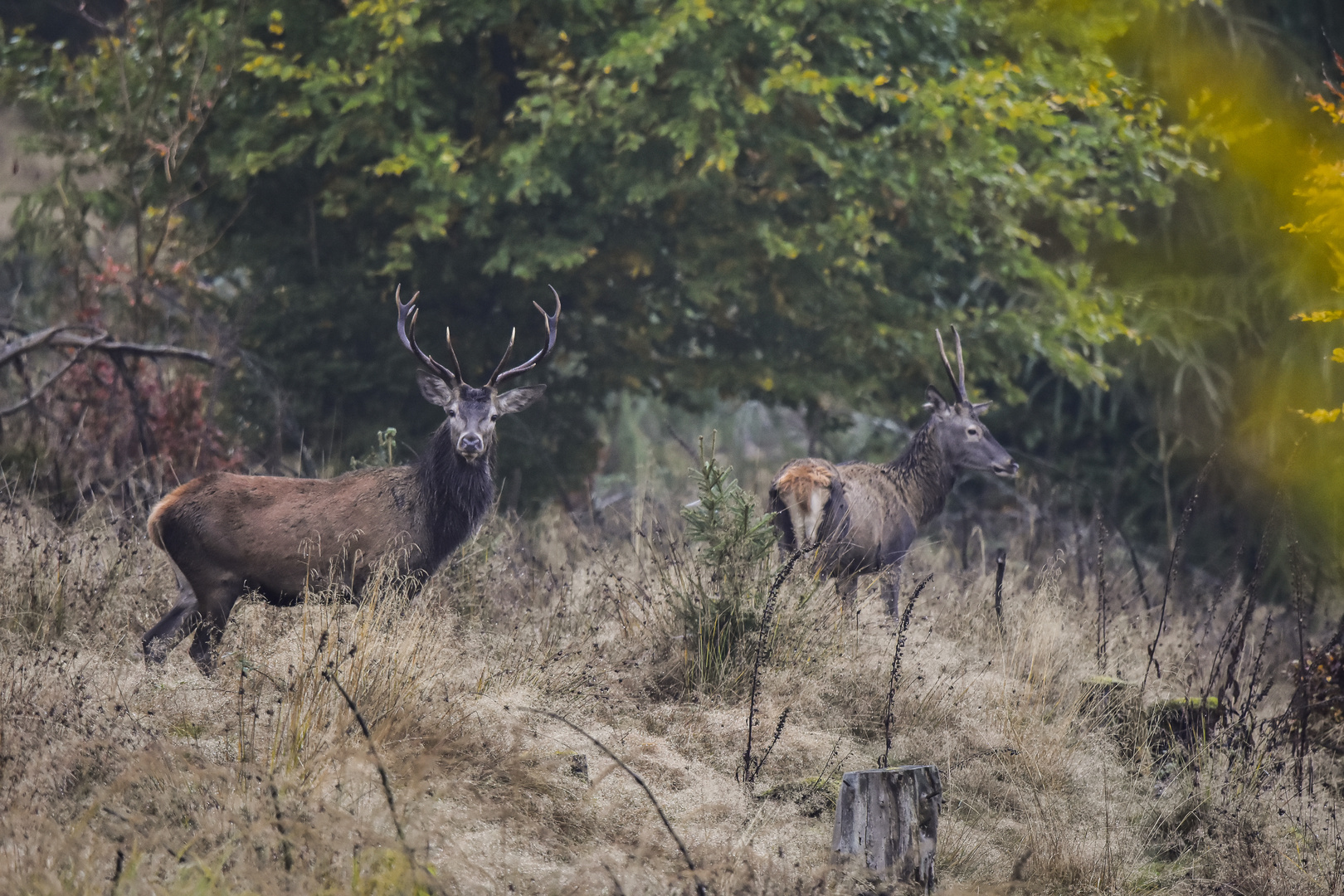 Junger Hirsch mit noch jüngeren Weggefährten.....