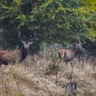 Junger Hirsch mit noch jüngeren Weggefährten.....