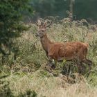 Junger Hirsch noch im Bast