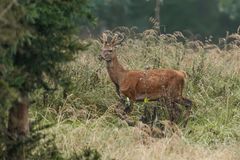 Junger Hirsch noch im Bast