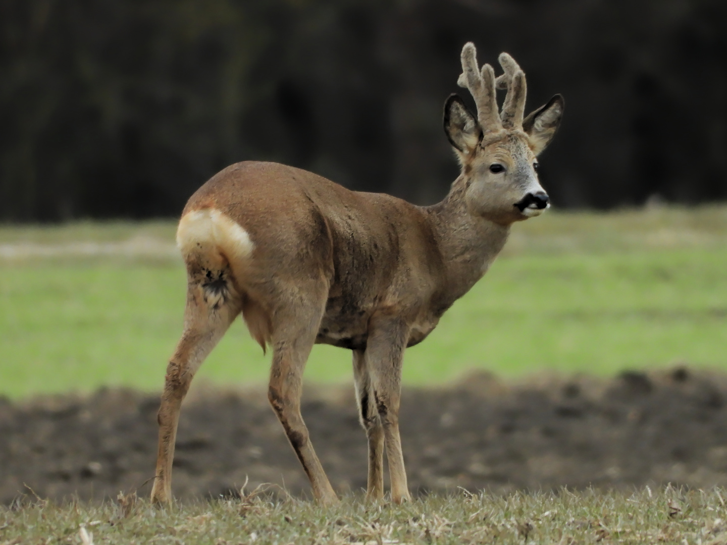 Junger Hirsch schaut wachsam....