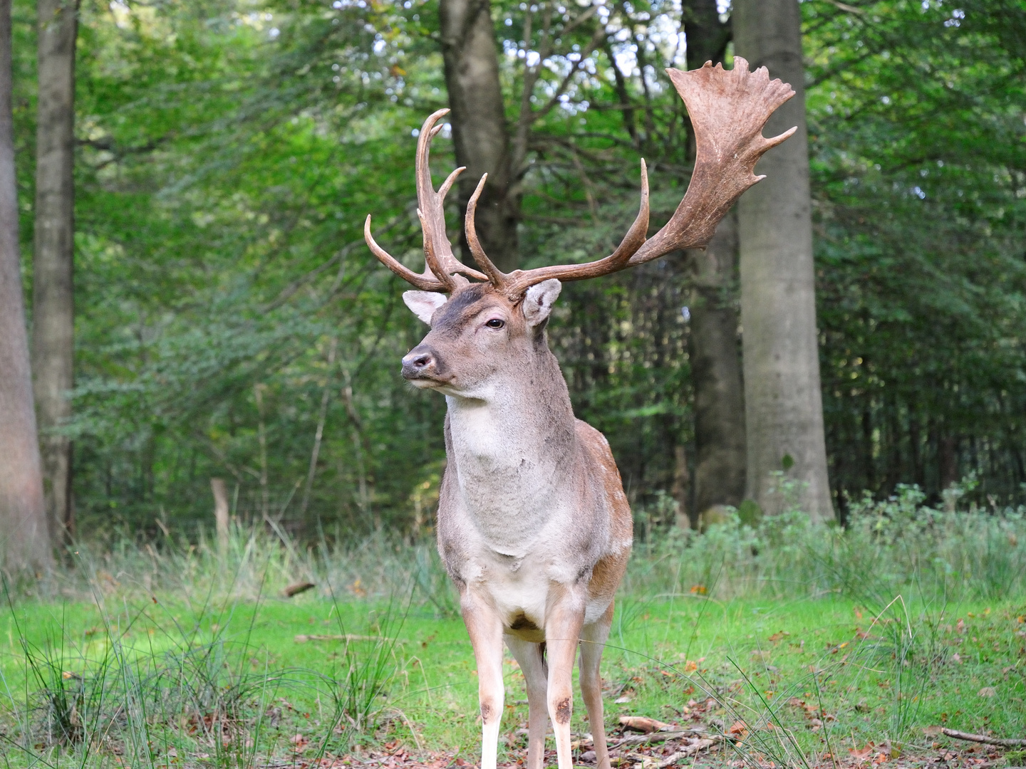 Junger Hirsch (Wildpark Solling)