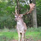 Junger Hirsch (Wildpark Solling)