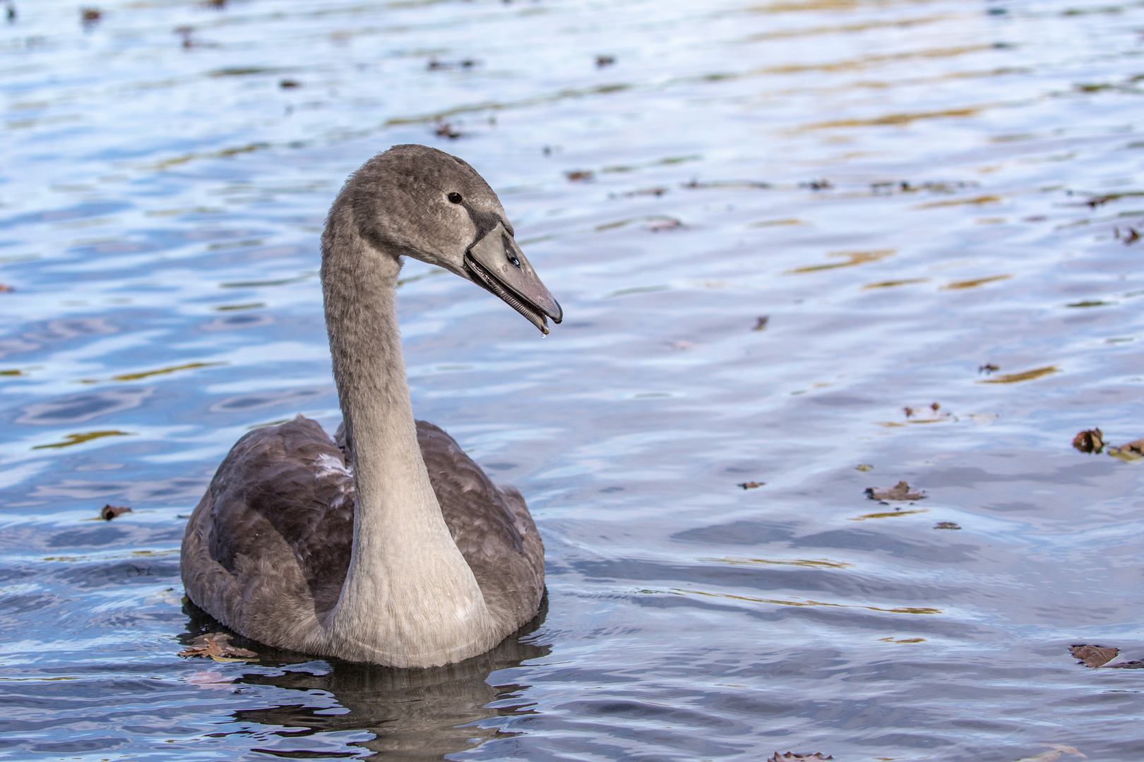 Junger Höckerschwan