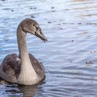 Junger Höckerschwan