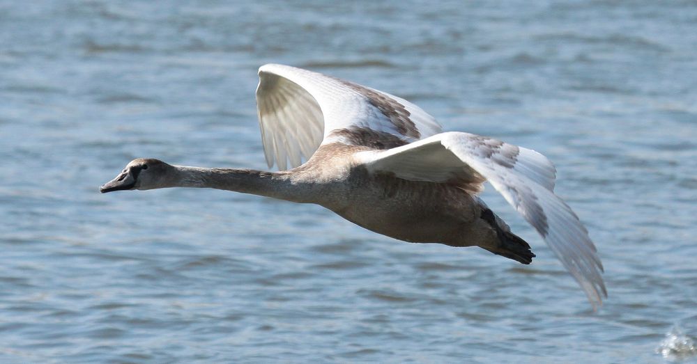 Junger Höckerschwan