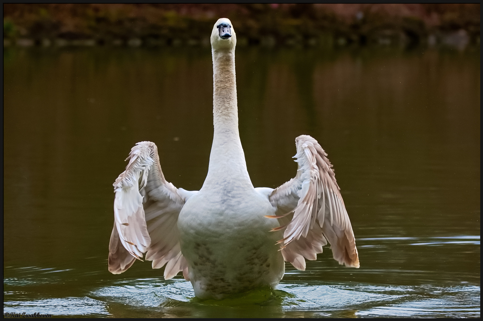 junger Höckerschwan