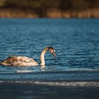 Junger Höckerschwan