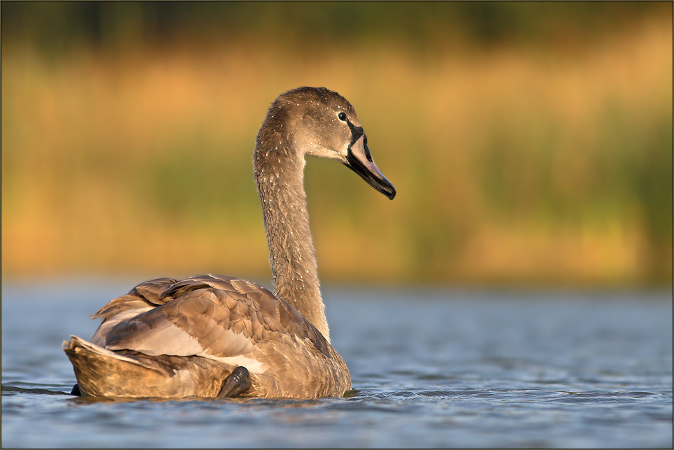 Junger Höckerschwan