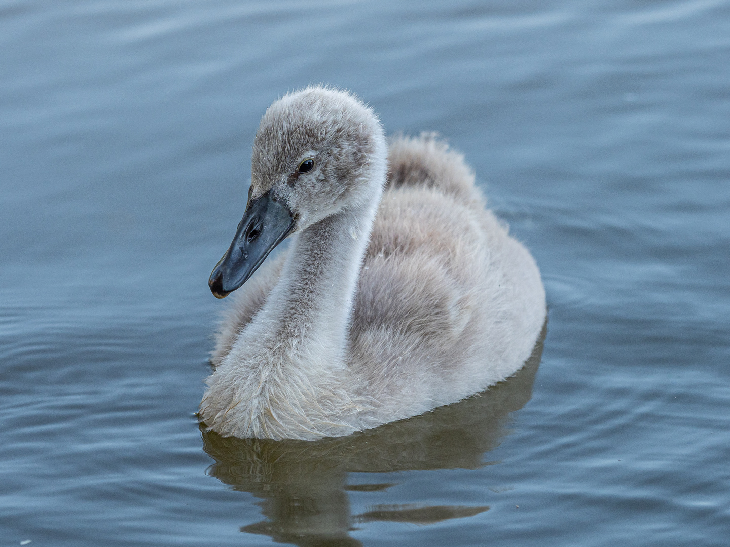 Junger Höckerschwan