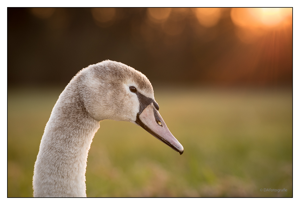 junger Höckerschwan