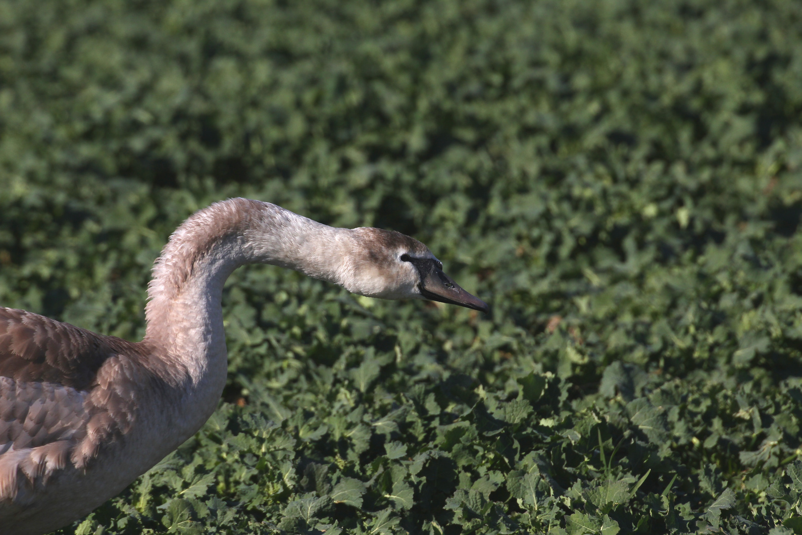 Junger Höckerschwan #2