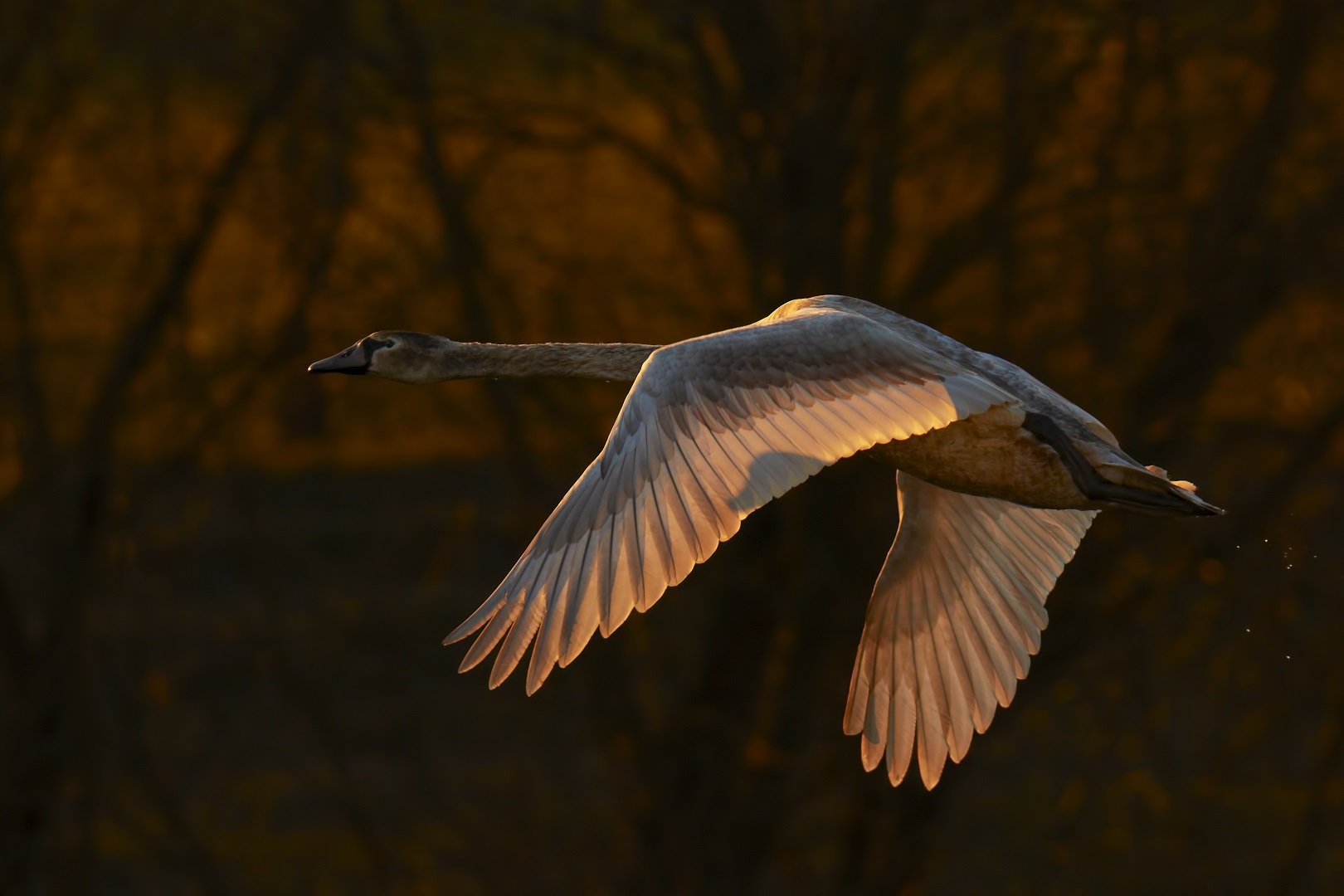 junger Höckerschwan