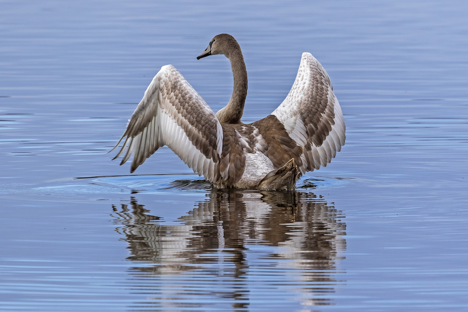 Junger Höckerschwan