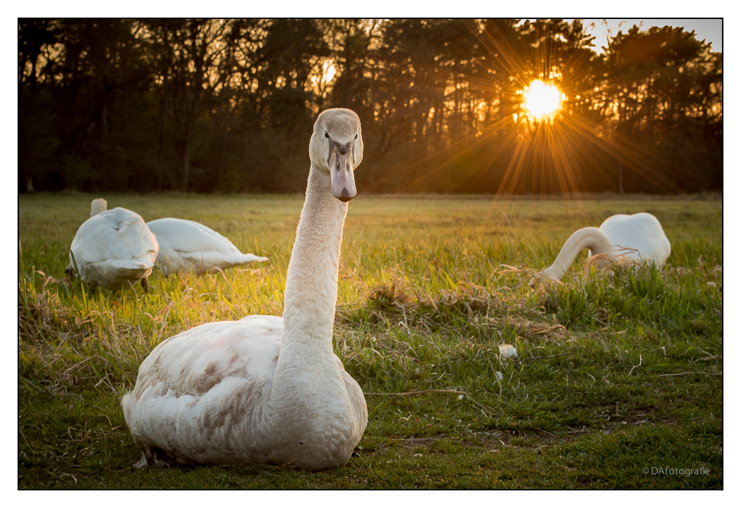 ...junger Höckerschwan...