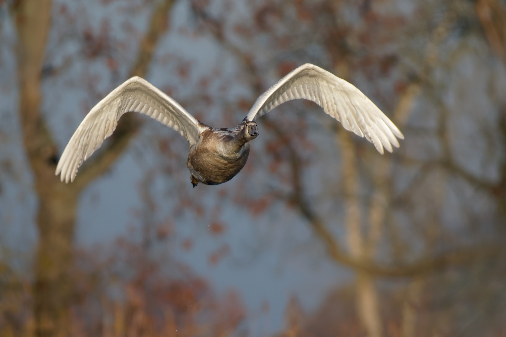 junger Höckerschwan