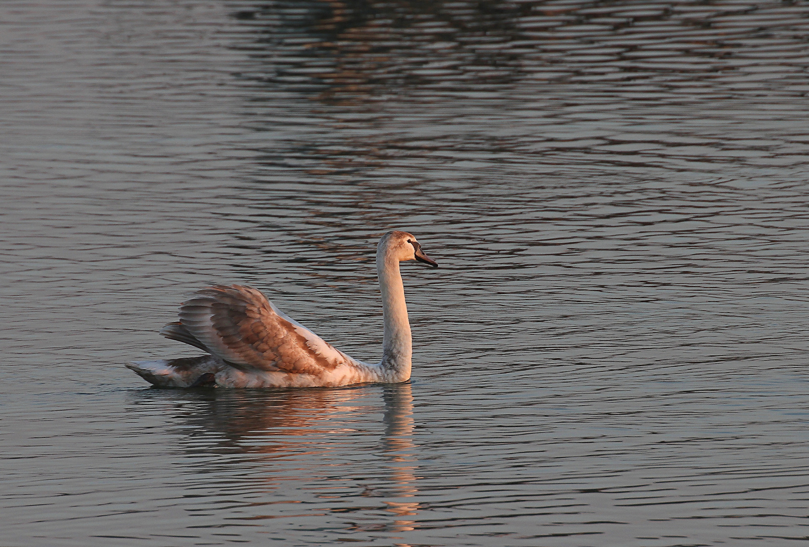 Junger Höckerschwan