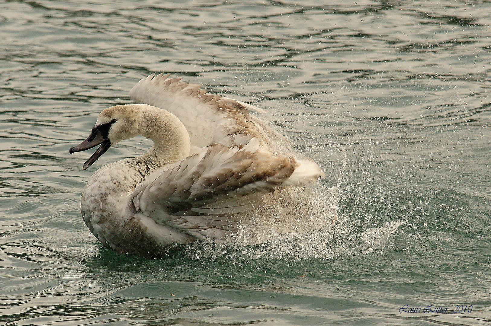 Junger Höckerschwan