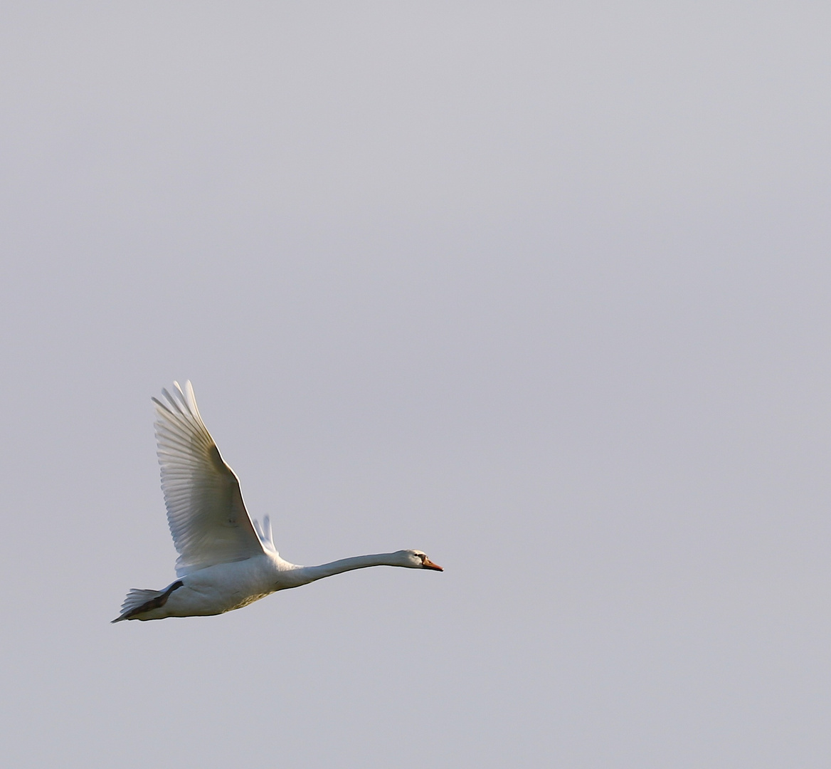 junger Höckerschwan