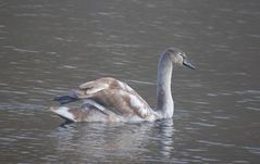 junger höckerschwan