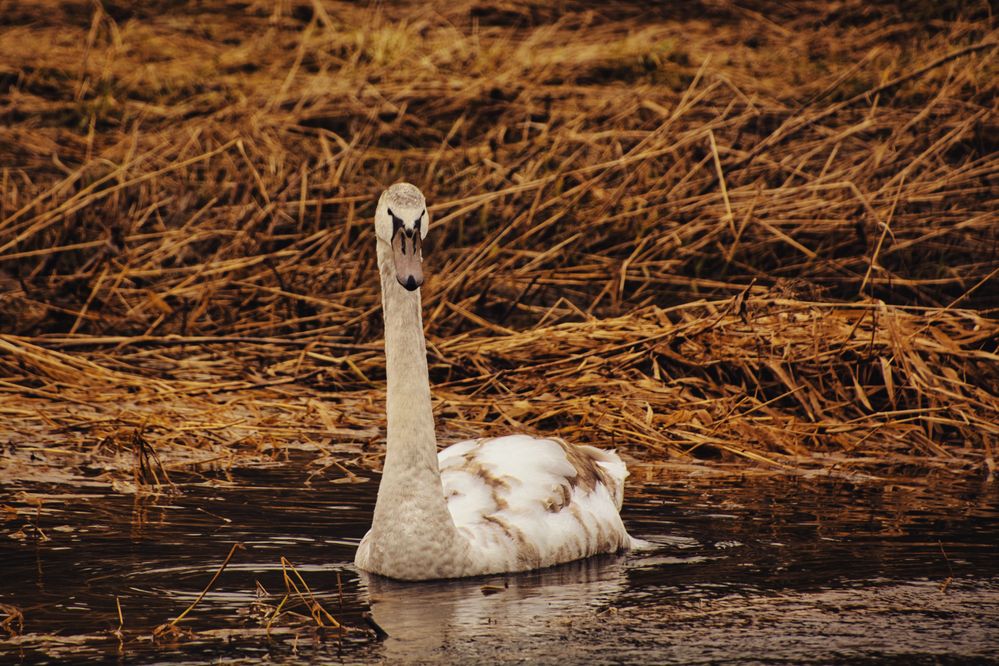 Junger Höckerschwan