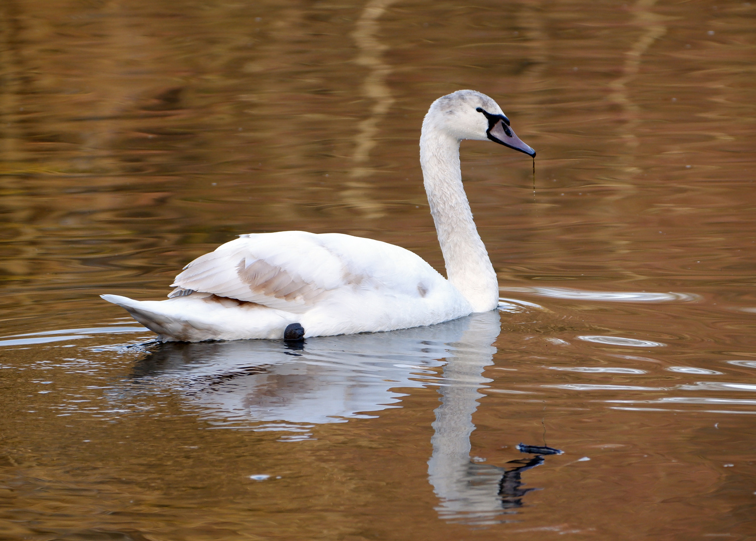 Junger Höckerschwan am Abend