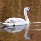 Junger Höckerschwan am Abend