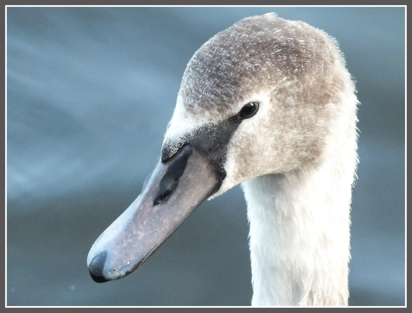 Junger Höckerschwan auf der Müritz