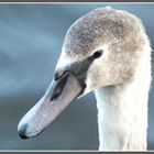 Junger Höckerschwan auf der Müritz