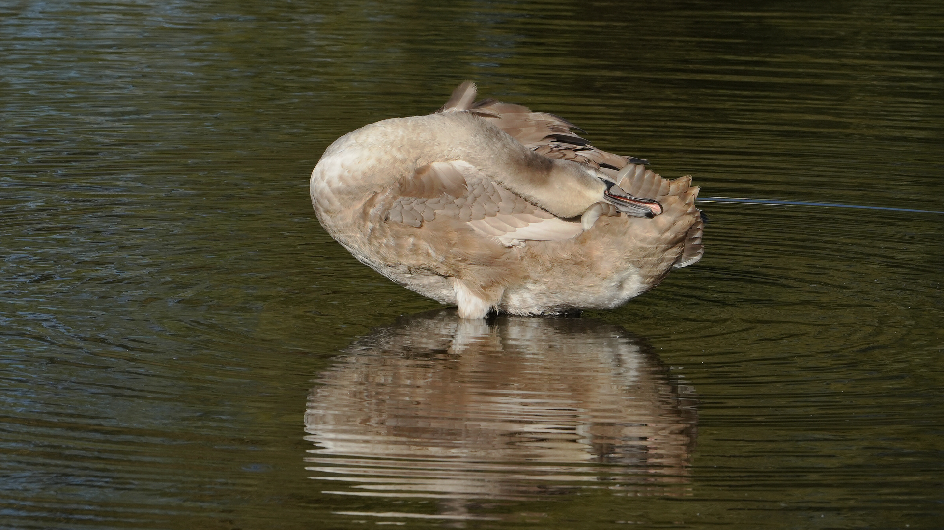 Junger Höckerschwan bei der Gefiederpflege