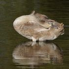 Junger Höckerschwan bei der Gefiederpflege