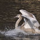 Junger Höckerschwan bei der Landung